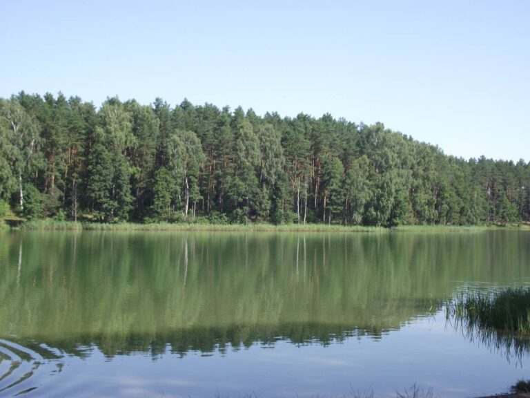 Zalesiony brzeg jeziora. Obrazek w artykule Najgłębsze jeziora na Mazurach. Ranking i charakterystyka najgłębszych jezior mazurskich